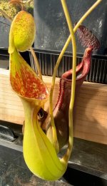 IMG_4068.jpeg