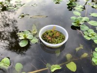 LA Floating Sundew 11.11.25a.jpg