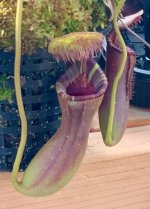 IMG_3737.jpeg
