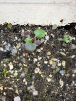 Unknown seedling..jpg