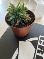 IMG_6635.jpeg