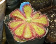 old cuneifolia_A.jpg old cuneifolia_A.jpg