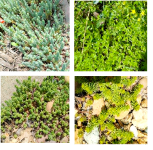 Sedum Bundle.png
