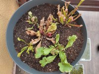 planter.jpg planter.jpg