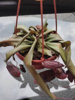 desiccated.jpg desiccated.jpg