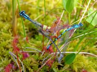 Drosera_anglica_ne2.jpg