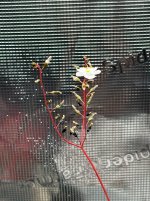 IMG_1985.jpeg