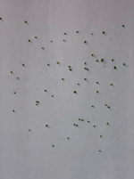 IMG_2065dmT0CF.png