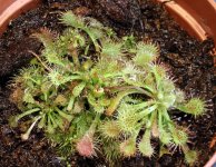 Unknown Sundew.jpg