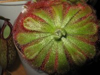 Canon Macros 028.JPG