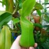 Cyclanthaceae