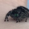 BensBeasts