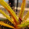 grereed