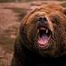 cpjungle72