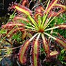 phoenixca7