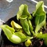 tomsrareplant