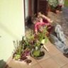 sphagnum