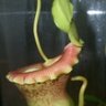 plantman