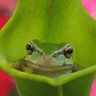 aicusi