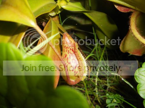 Nredleopard_8-21-12.jpg