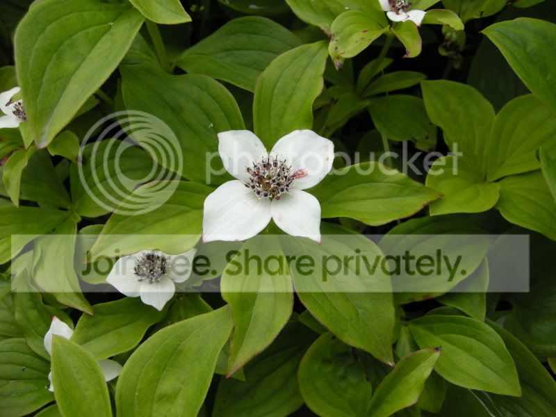 DSCN6064.jpg