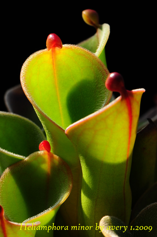 Heliamphora_minor_3.jpg