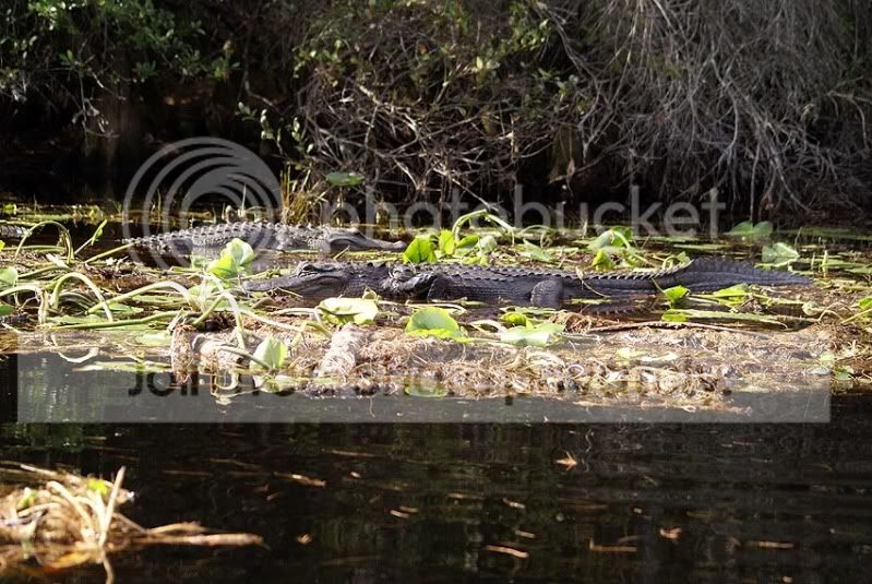 Okee-Everglades506.jpg