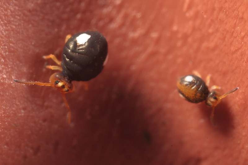 Sminthurinus_bimaculatus001.jpg