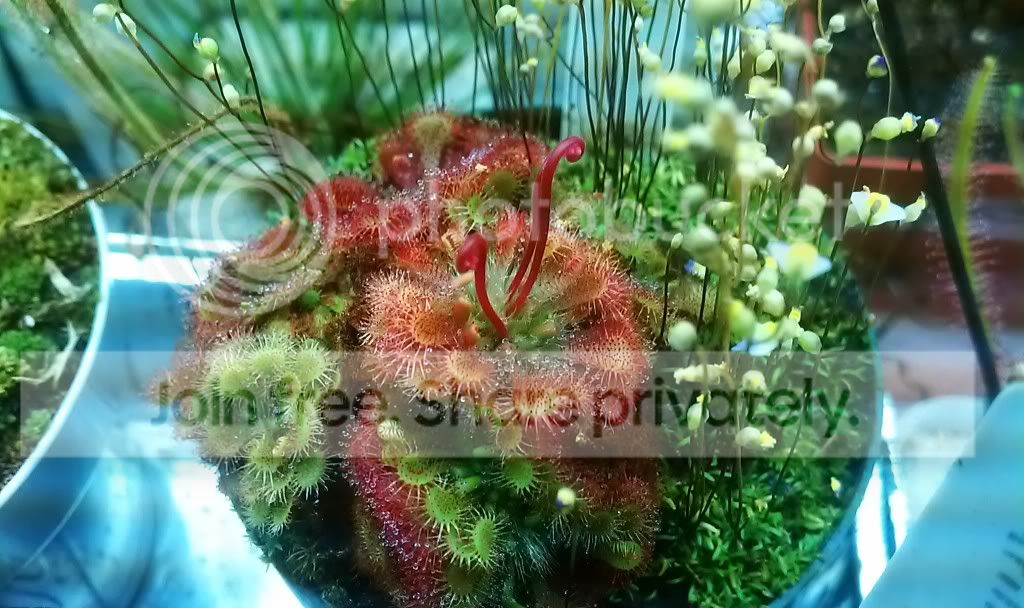 IMAG0827_zps7719aed1.jpg