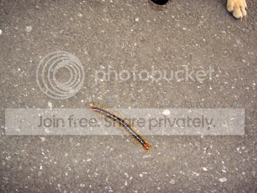centipede.jpg