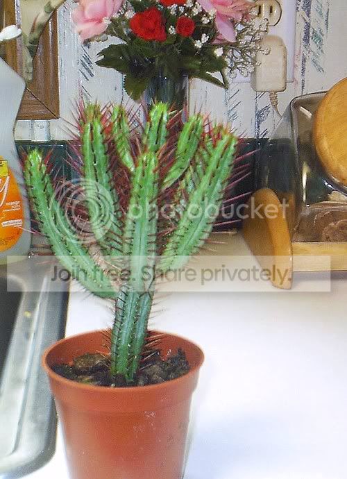newcactus1.jpg
