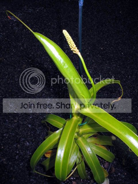 NVentFlower3.jpg