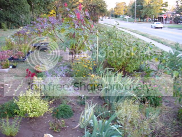 frontgarden.jpg