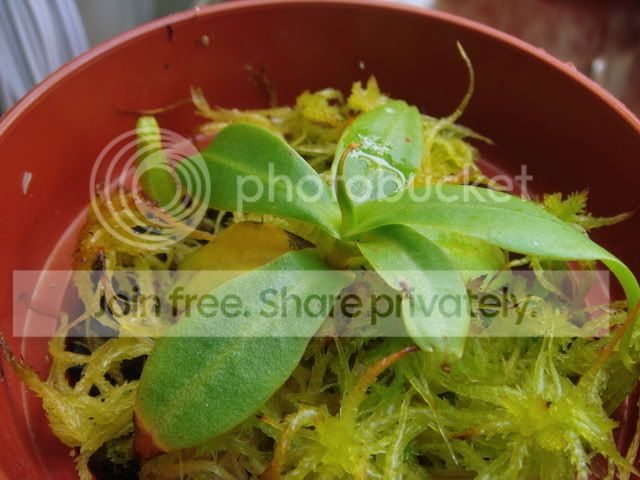 northiana_cutting.jpg