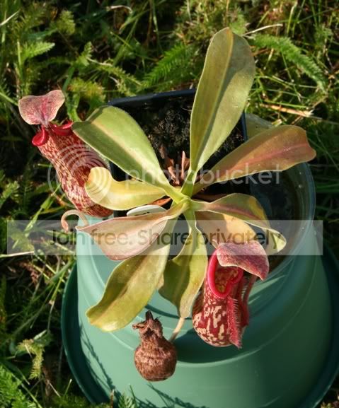 splenianaxmixta.jpg