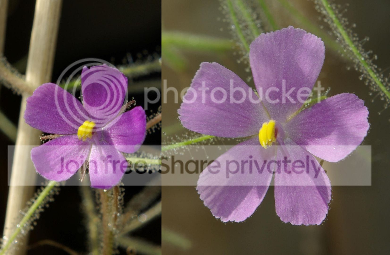flowers.jpg