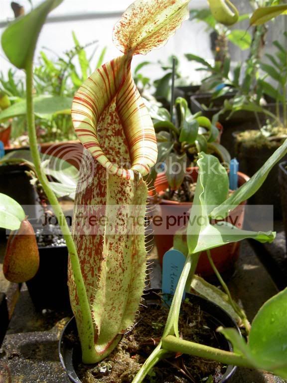 Nepenthesxdyeriana060926Large.jpg