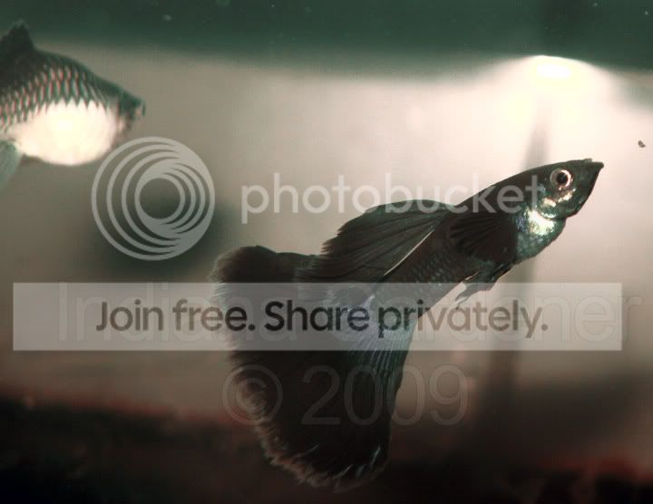 full-black-moscow-guppies.jpg