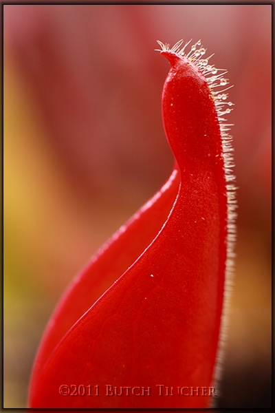 neblinae_red.jpg