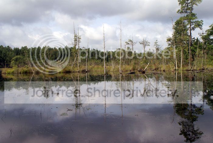 Pine-Barrens-09-157.jpg