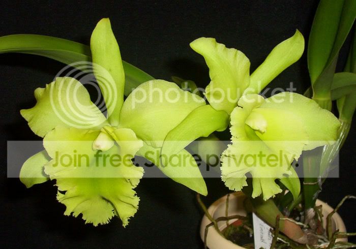 Orchids007.jpg