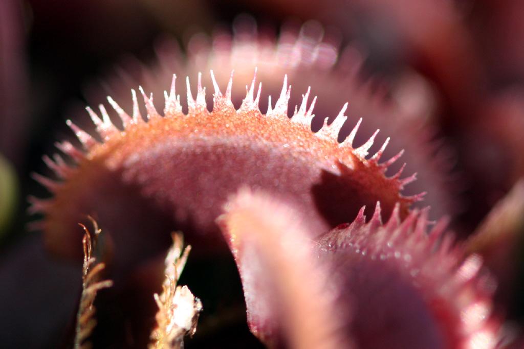 Red_Sawtooth6.jpg