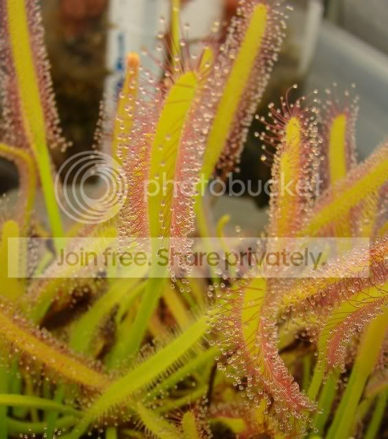 capensis_albino.jpg