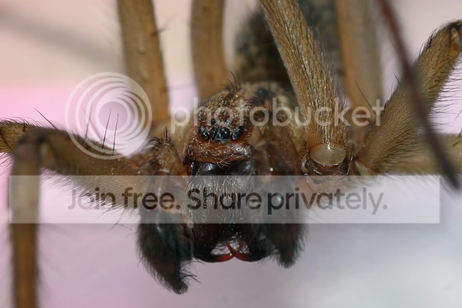 HoboSpiderFrontCloserSide_8404.jpg