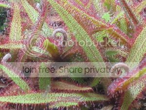 Lance-Leaf-Sundew.jpg