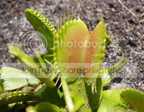VFT_B52_6-3-11.jpg