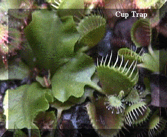 carnivorous_plants.gif