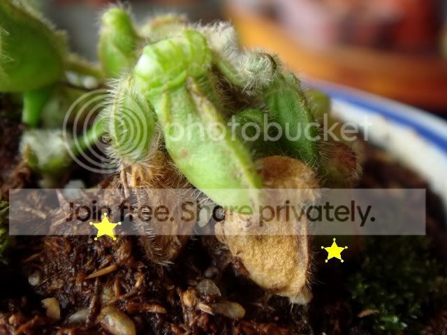 cephalotus_brown_pitchers1.jpg