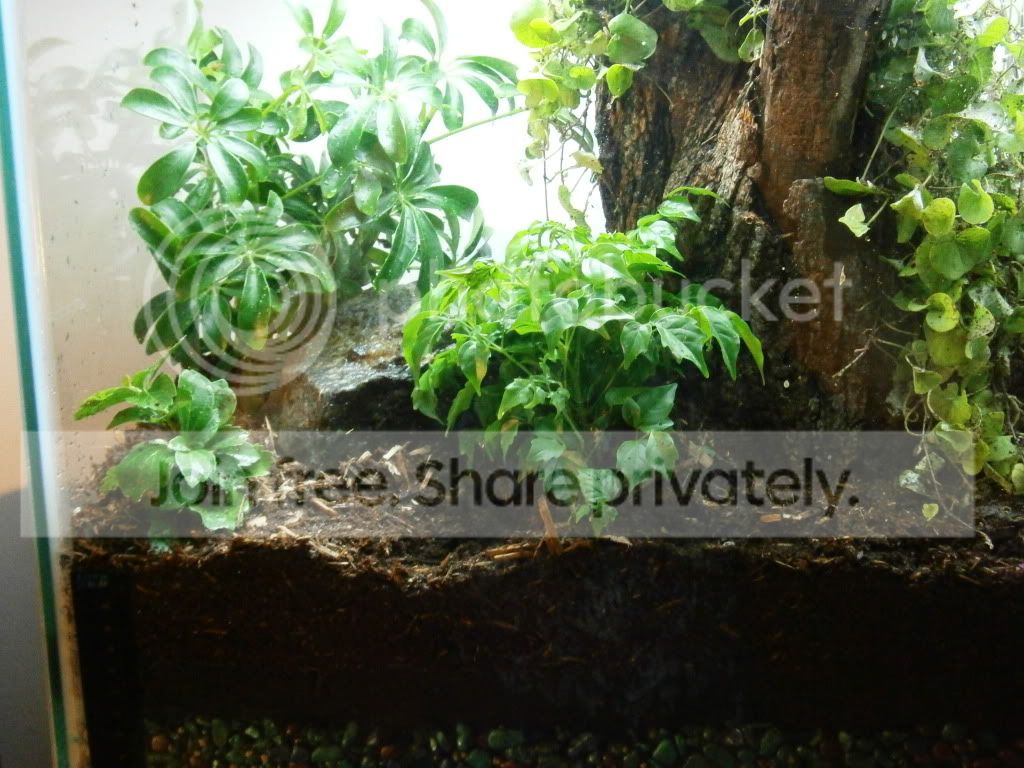vivarium005.jpg
