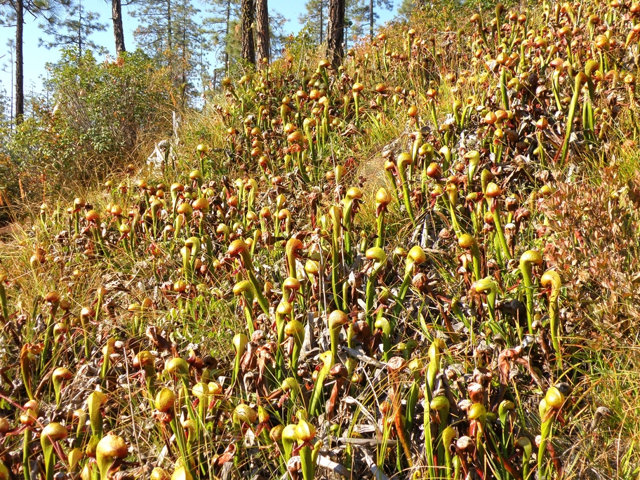 PA190858.jpg
